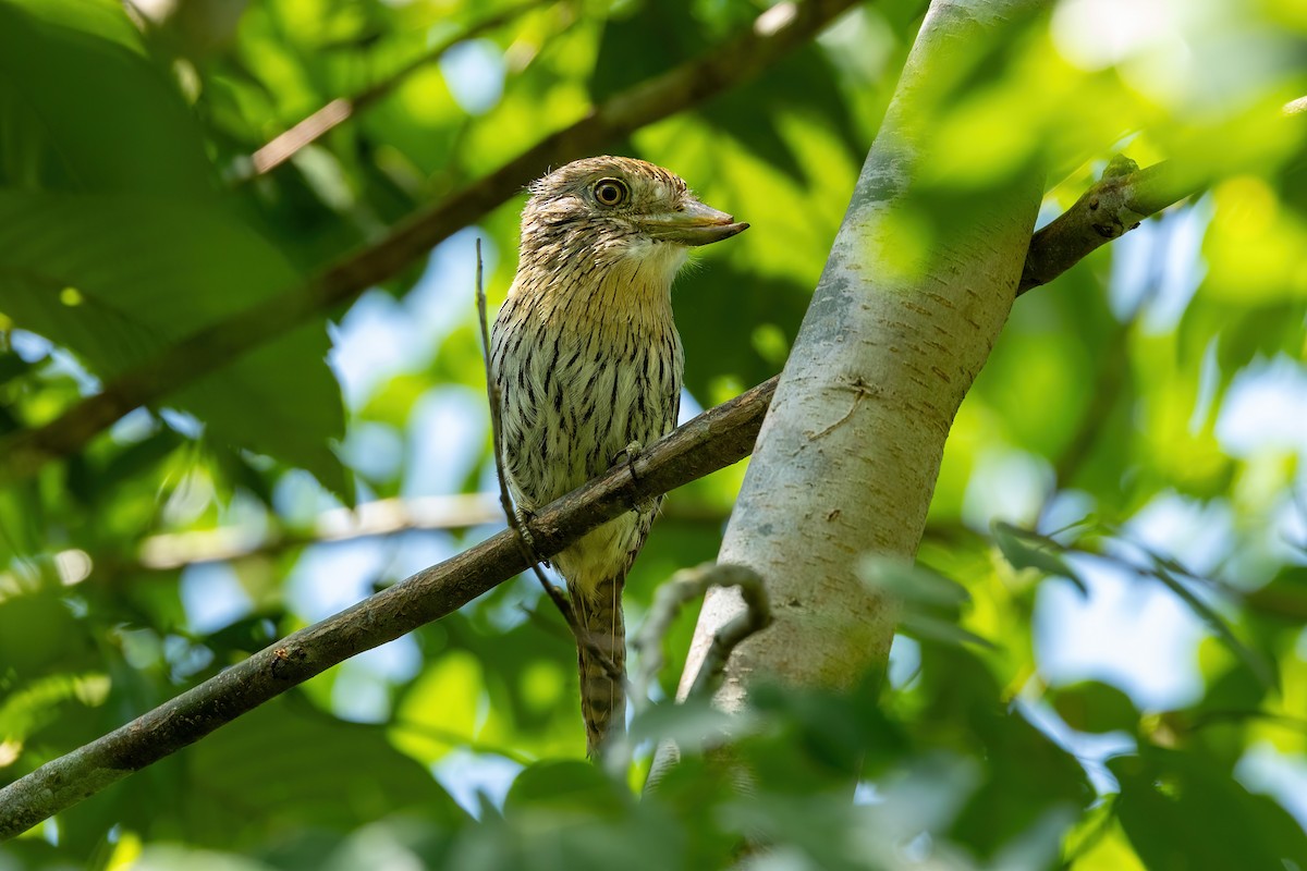 Western Striolated-Puffbird - ML612387148