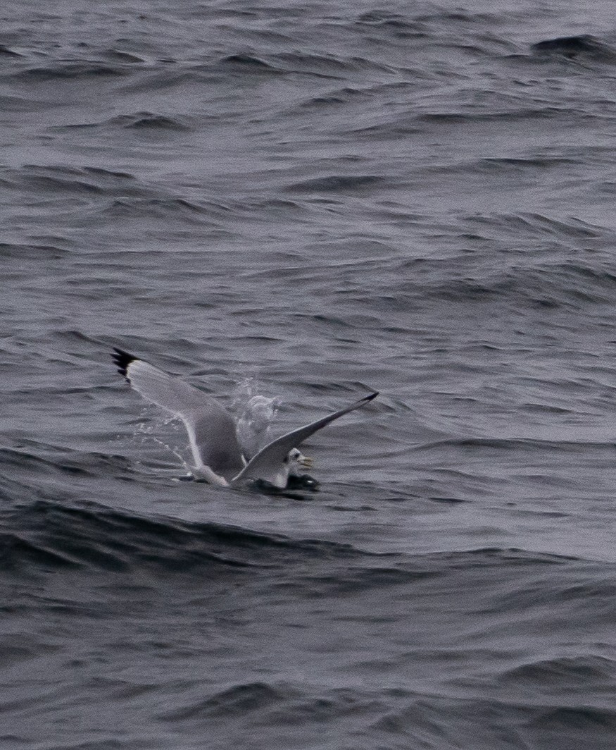 Black-legged Kittiwake - ML612387162