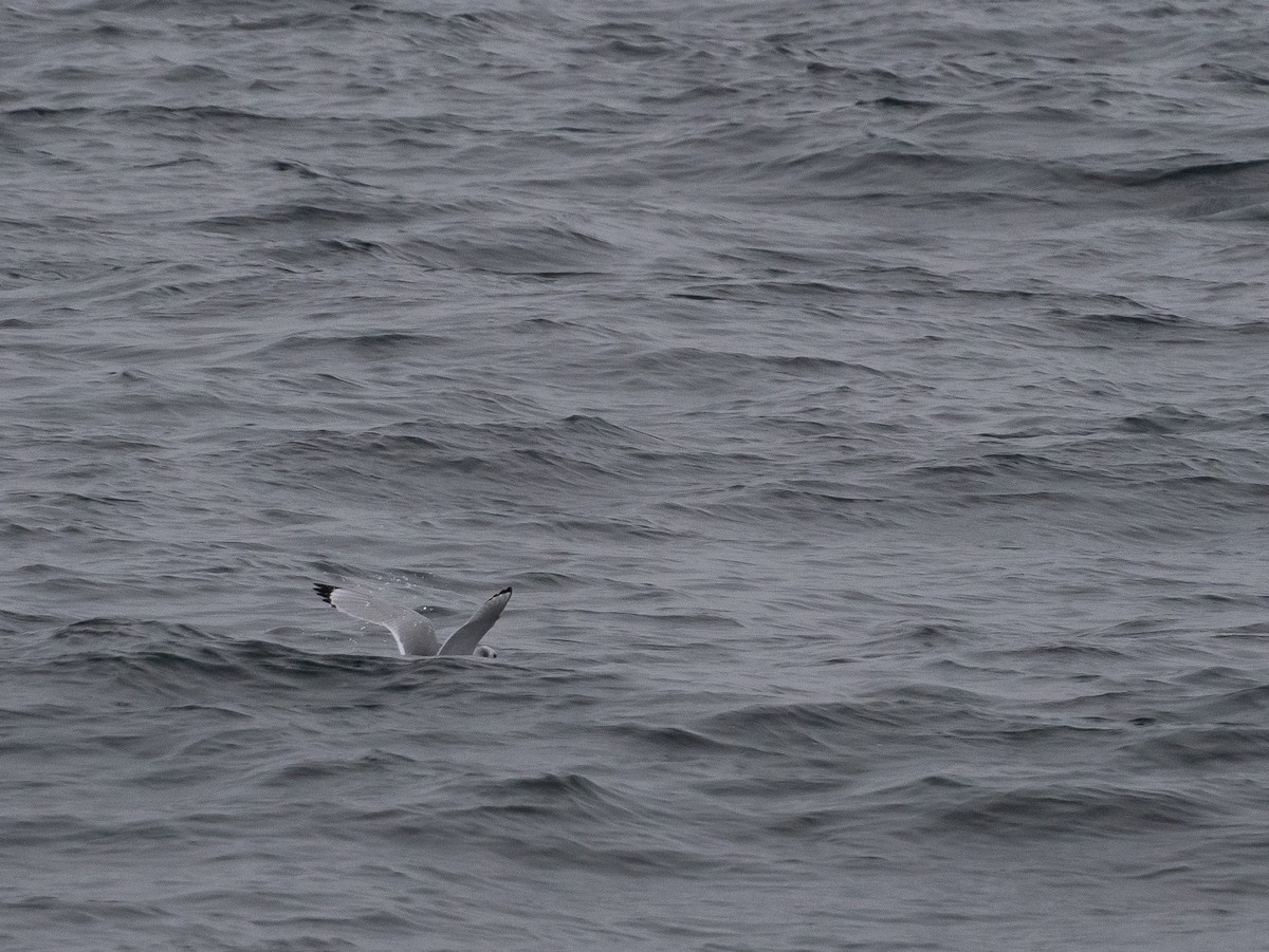 Black-legged Kittiwake - ML612387164