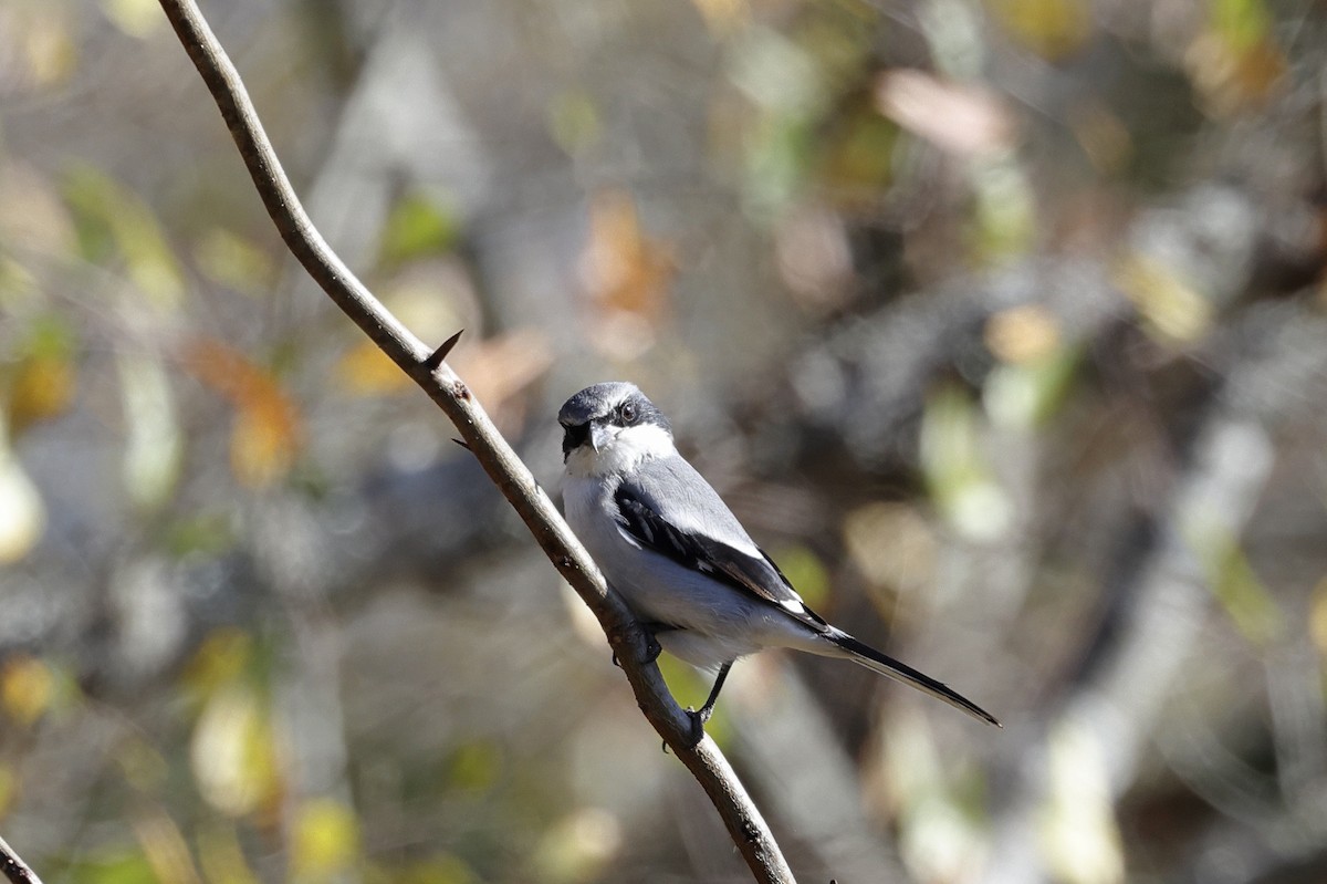 Loggerhead Shrike - ML612387216