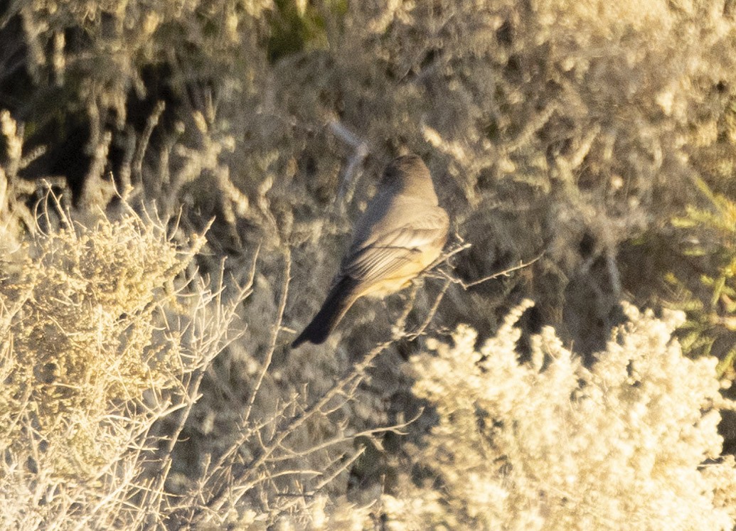 Say's Phoebe - Lee Wagner