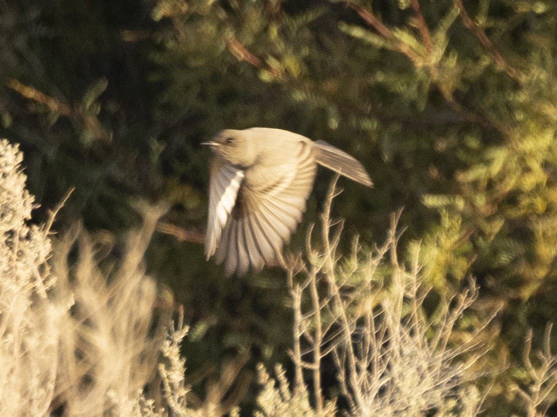 Say's Phoebe - ML612387267