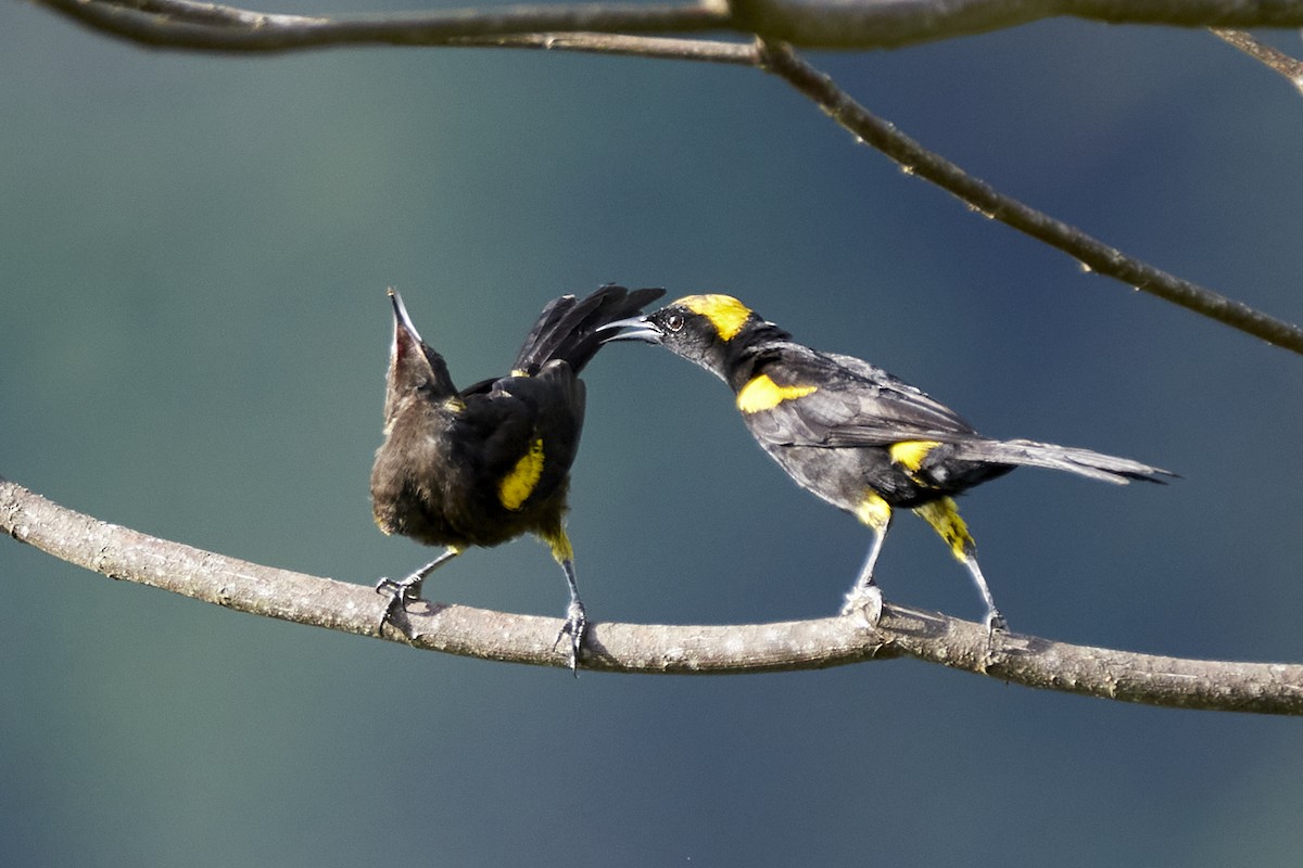 Oriole à épaulettes (chrysocephalus) - ML612387339