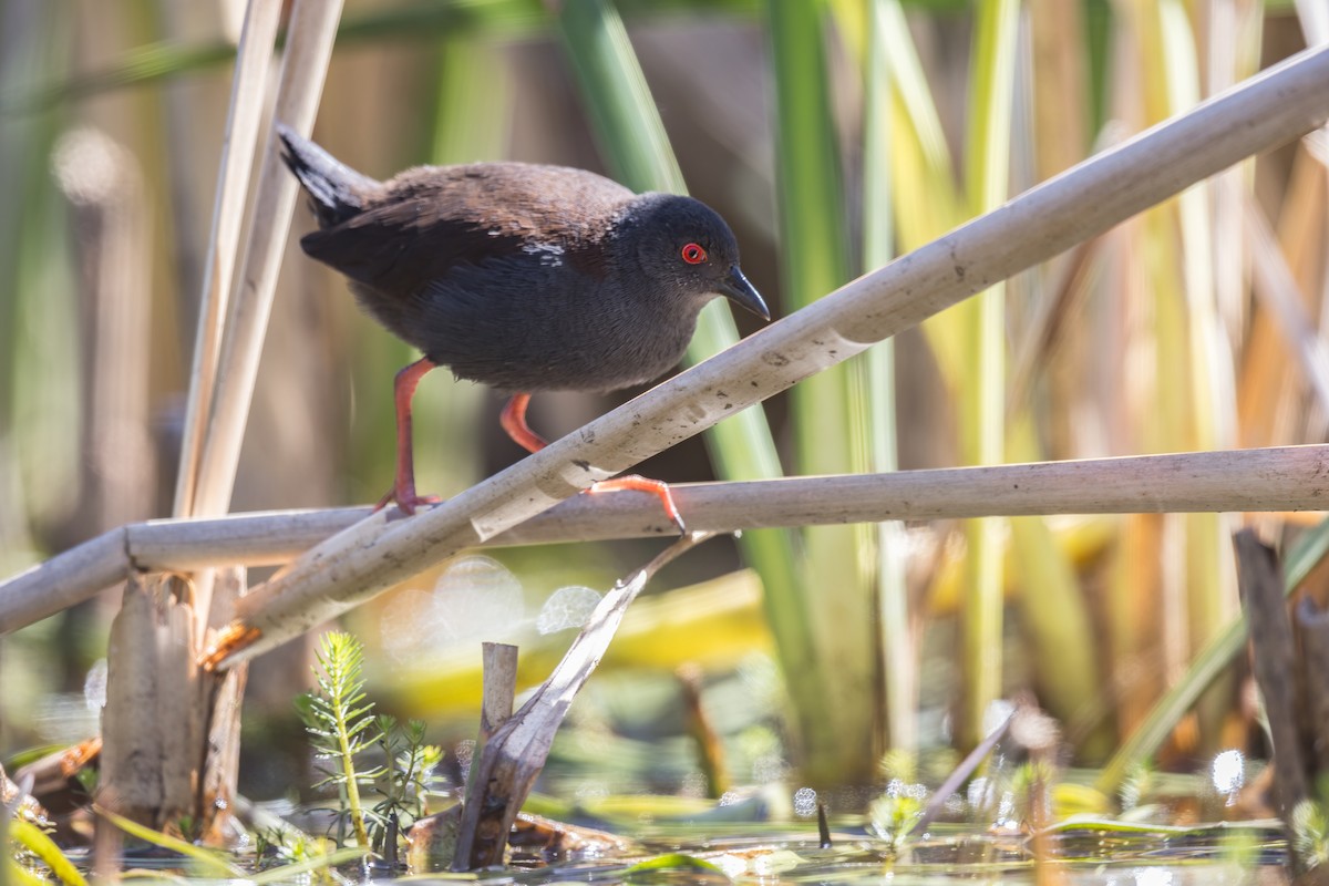 Spotless Crake - ML612387375