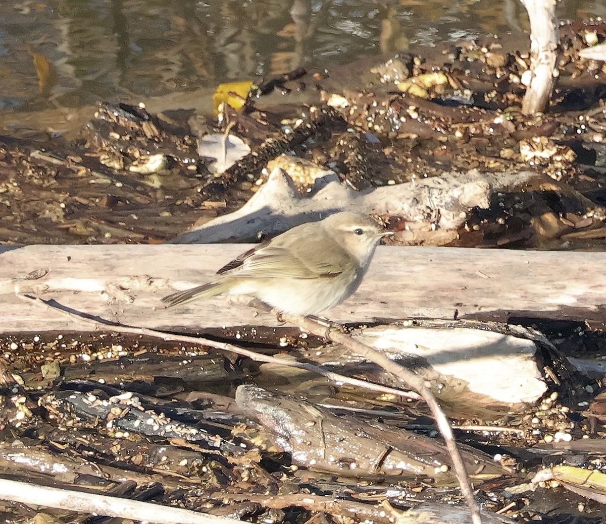 チフチャフ（tristis） - ML612387380