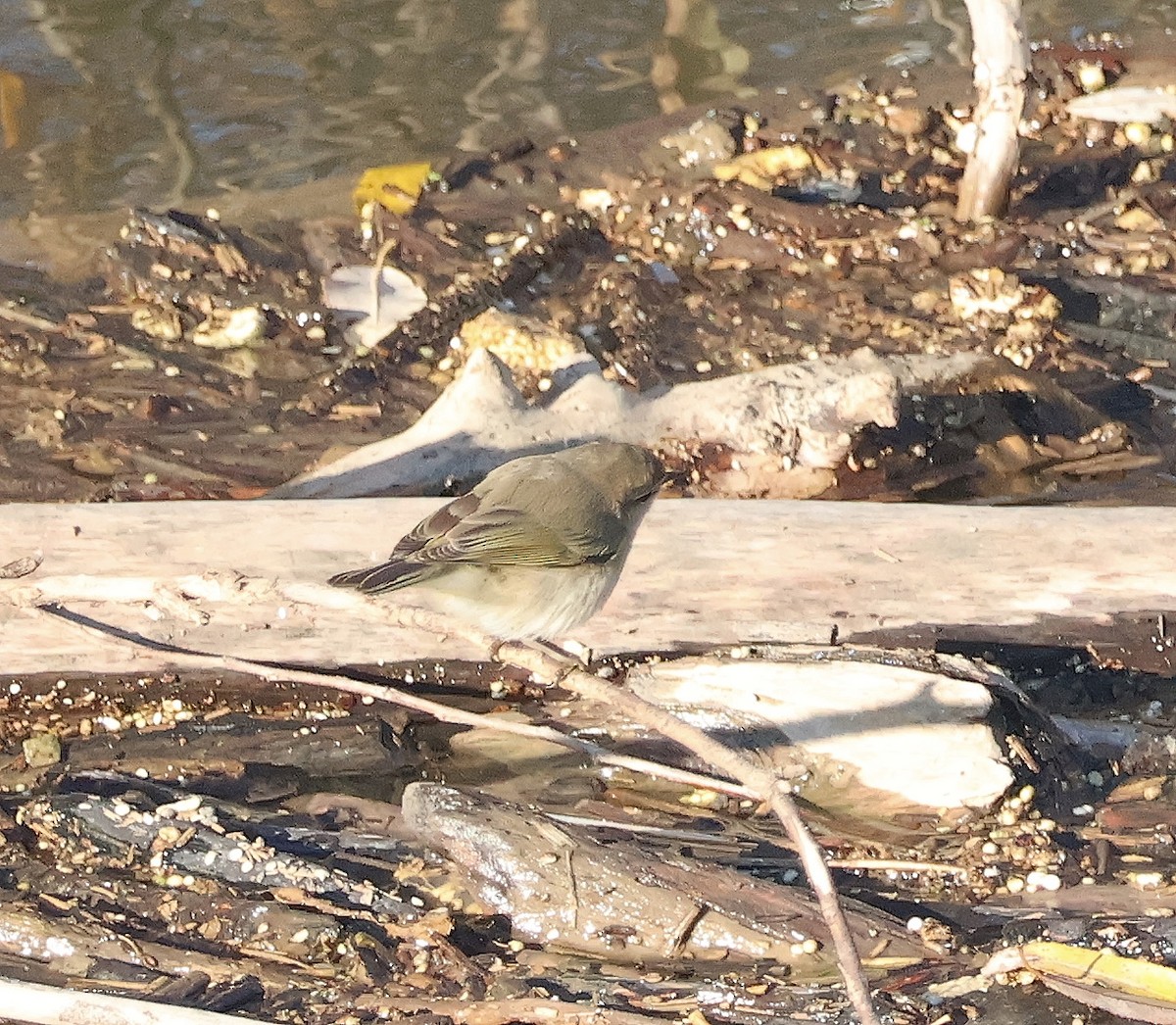 Common Chiffchaff (Siberian) - ML612387382