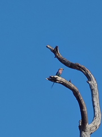 Lilac-breasted Roller - Carole Martin