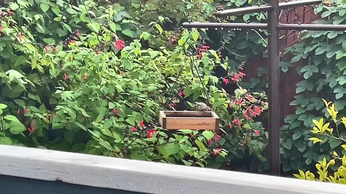 White-crowned Sparrow - ML612387395