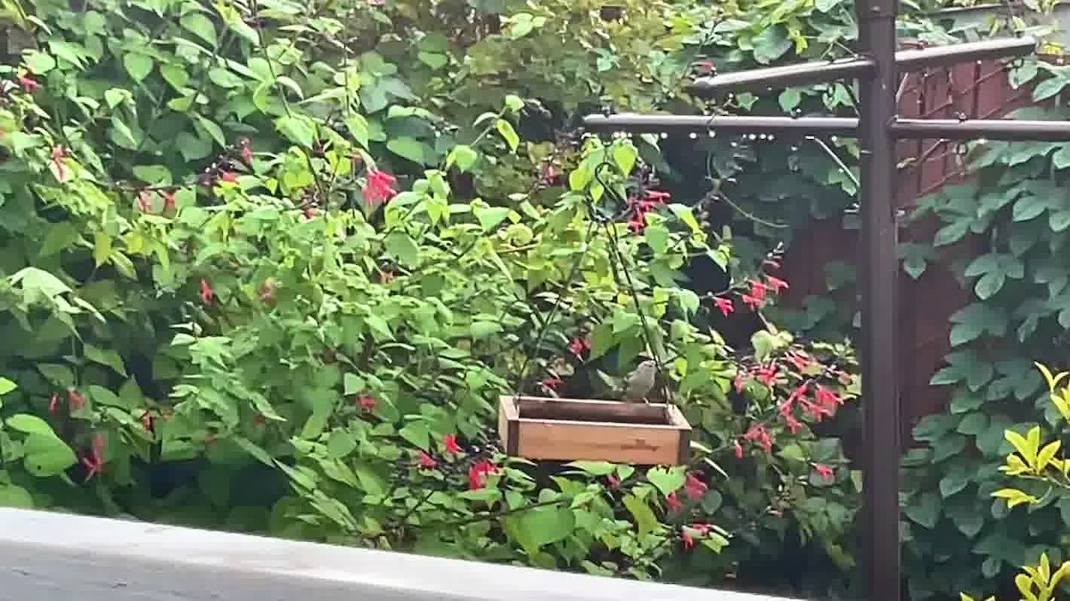 White-crowned Sparrow - ML612387396