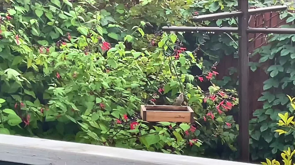 White-crowned Sparrow - ML612387397