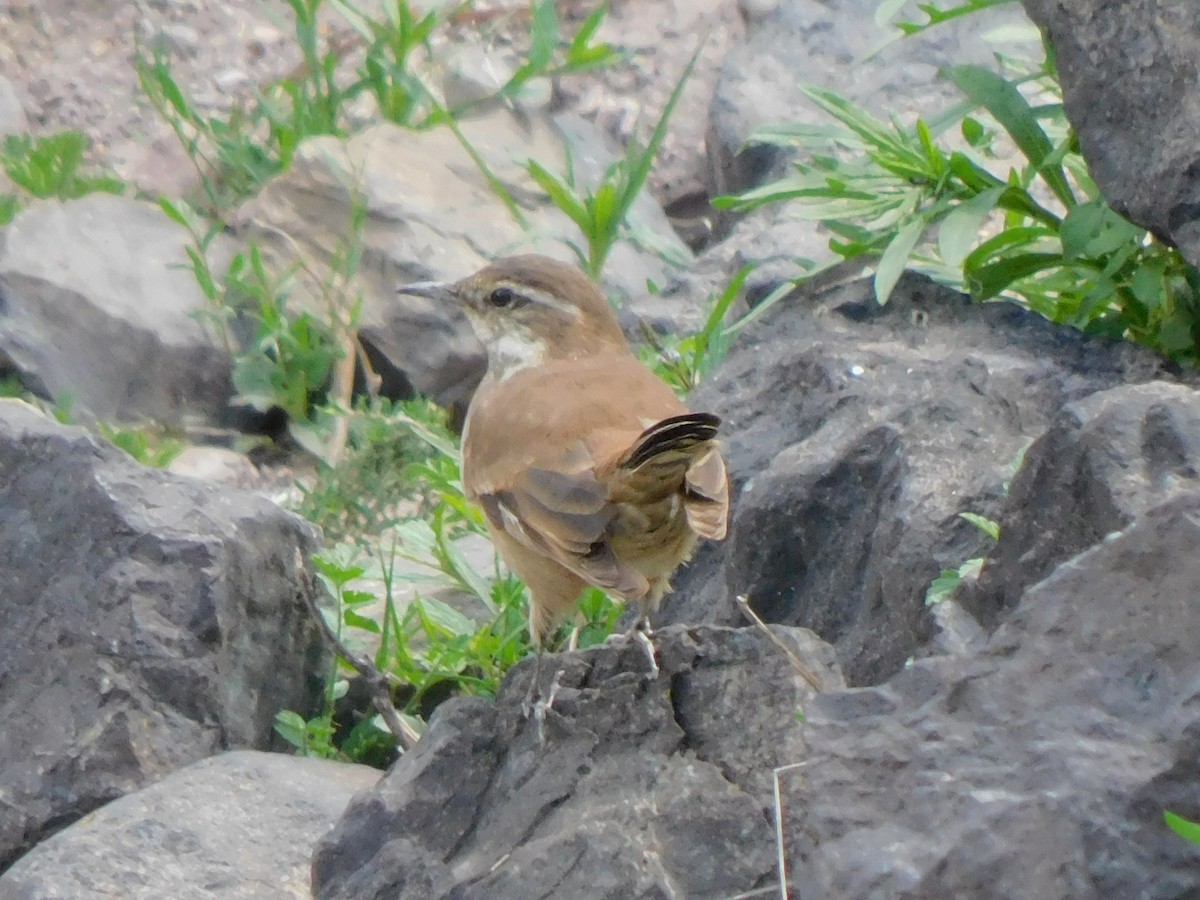 Cream-winged Cinclodes - ML612387399