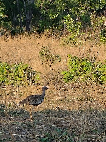 Black-bellied Bustard - ML612387521