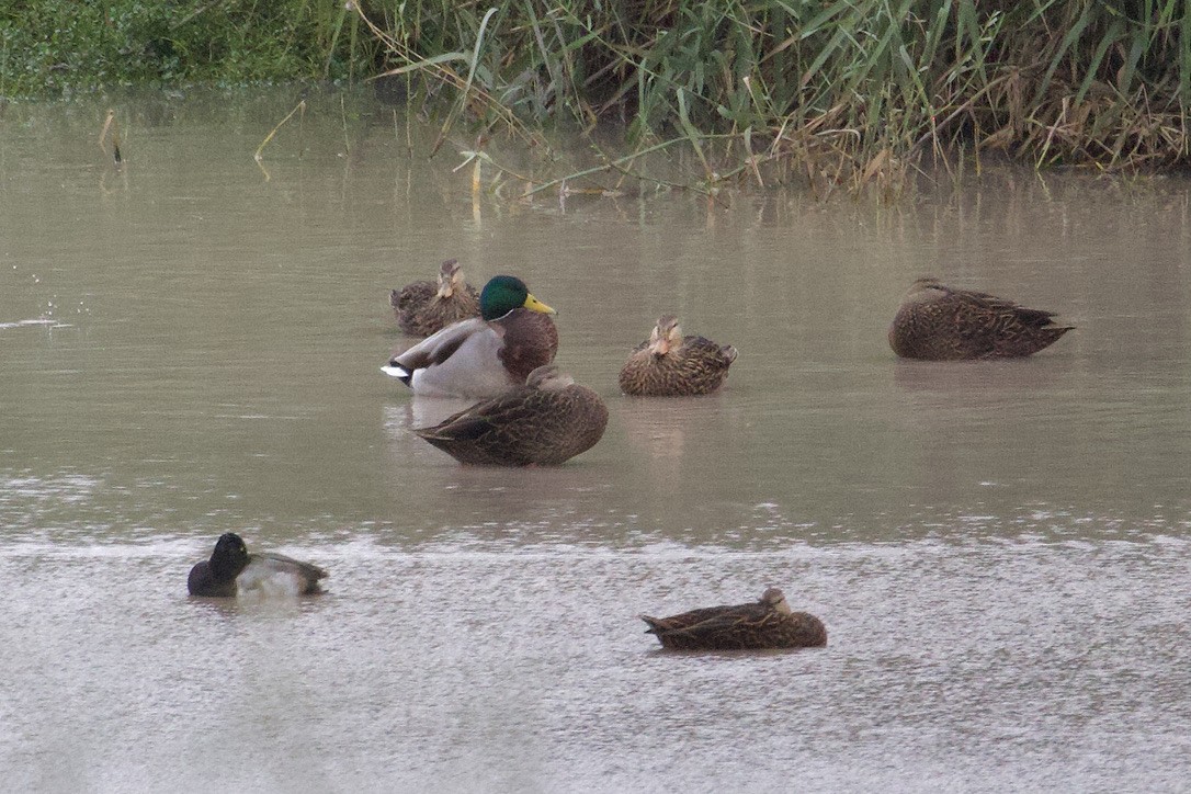 Mallard - Gordon Atkins