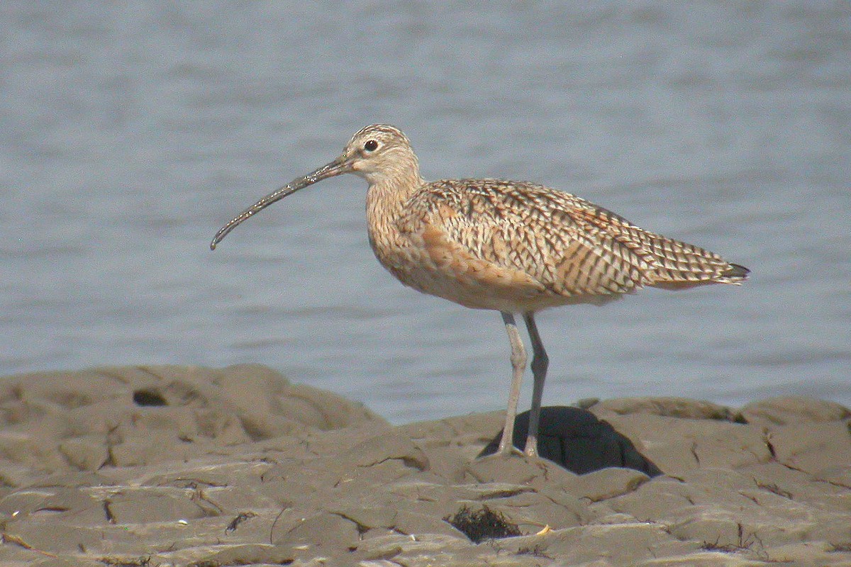 Long-billed Curlew - Miguel Rouco