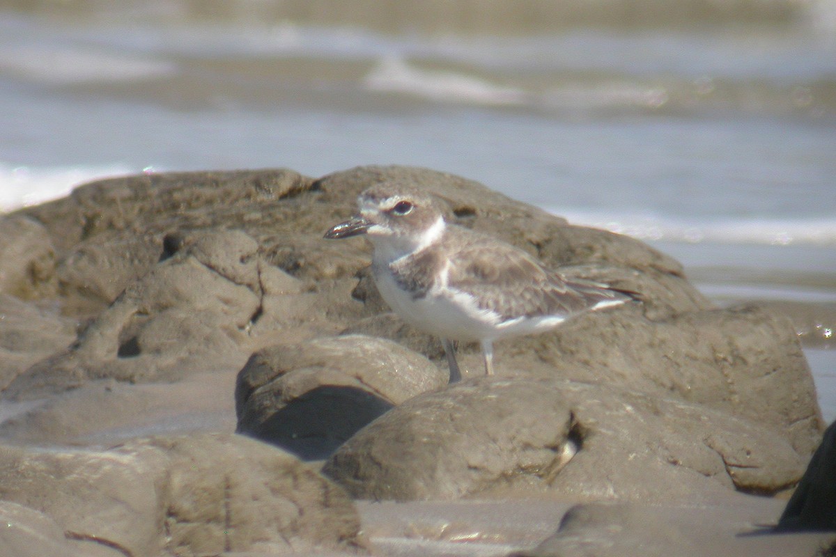 Wilson's Plover - Miguel Rouco