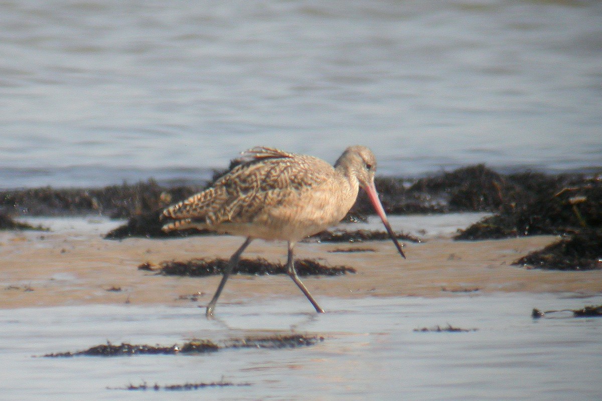 Marbled Godwit - Miguel Rouco
