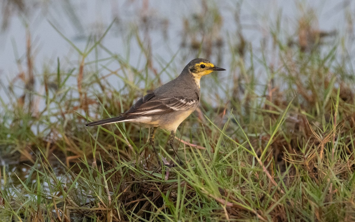 Citrine Wagtail - ML612387692