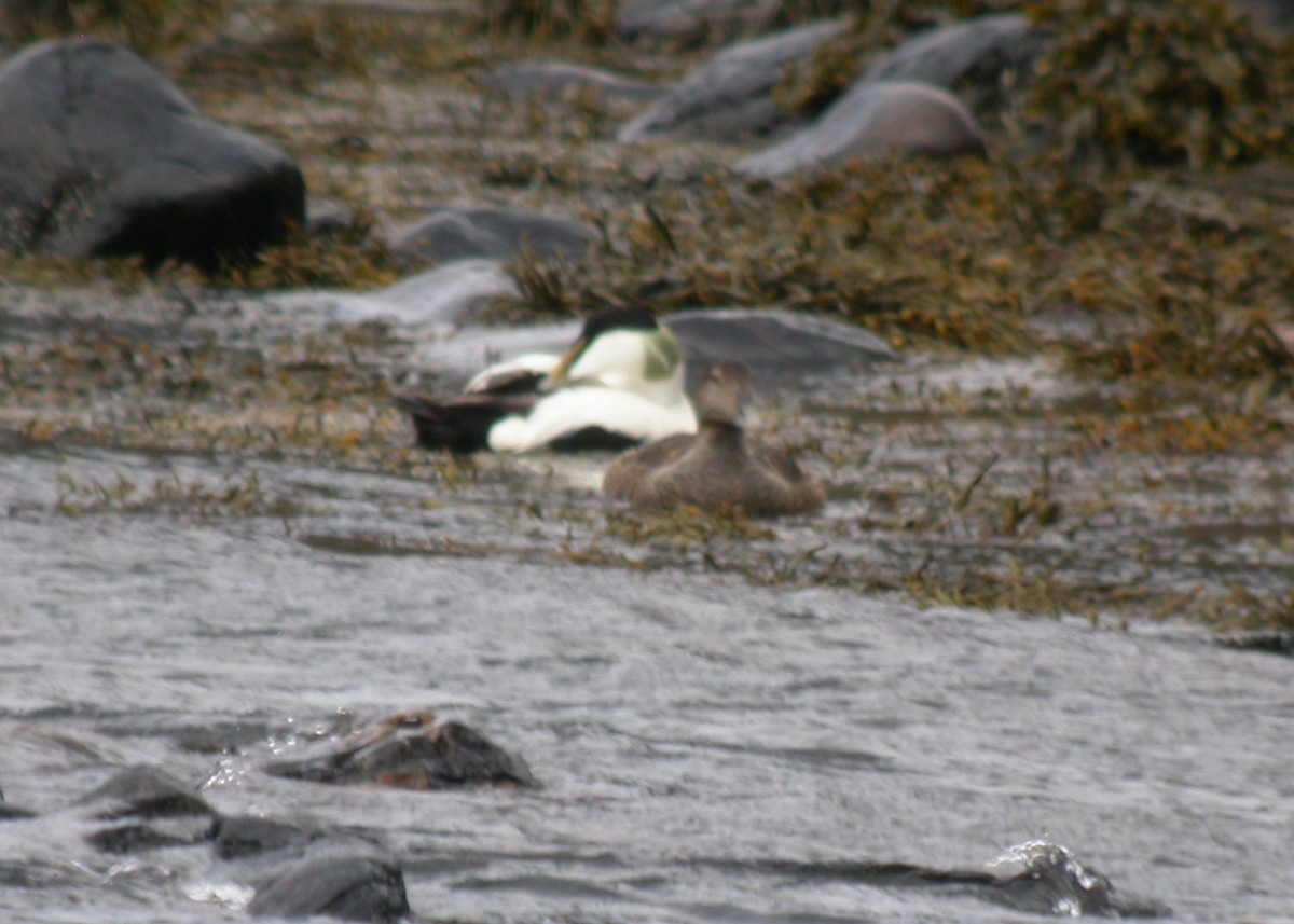 Common Eider - ML612387698