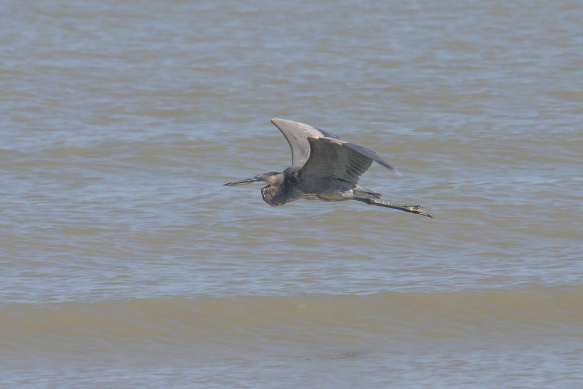 Garza Azulada (grupo herodias) - ML612387704