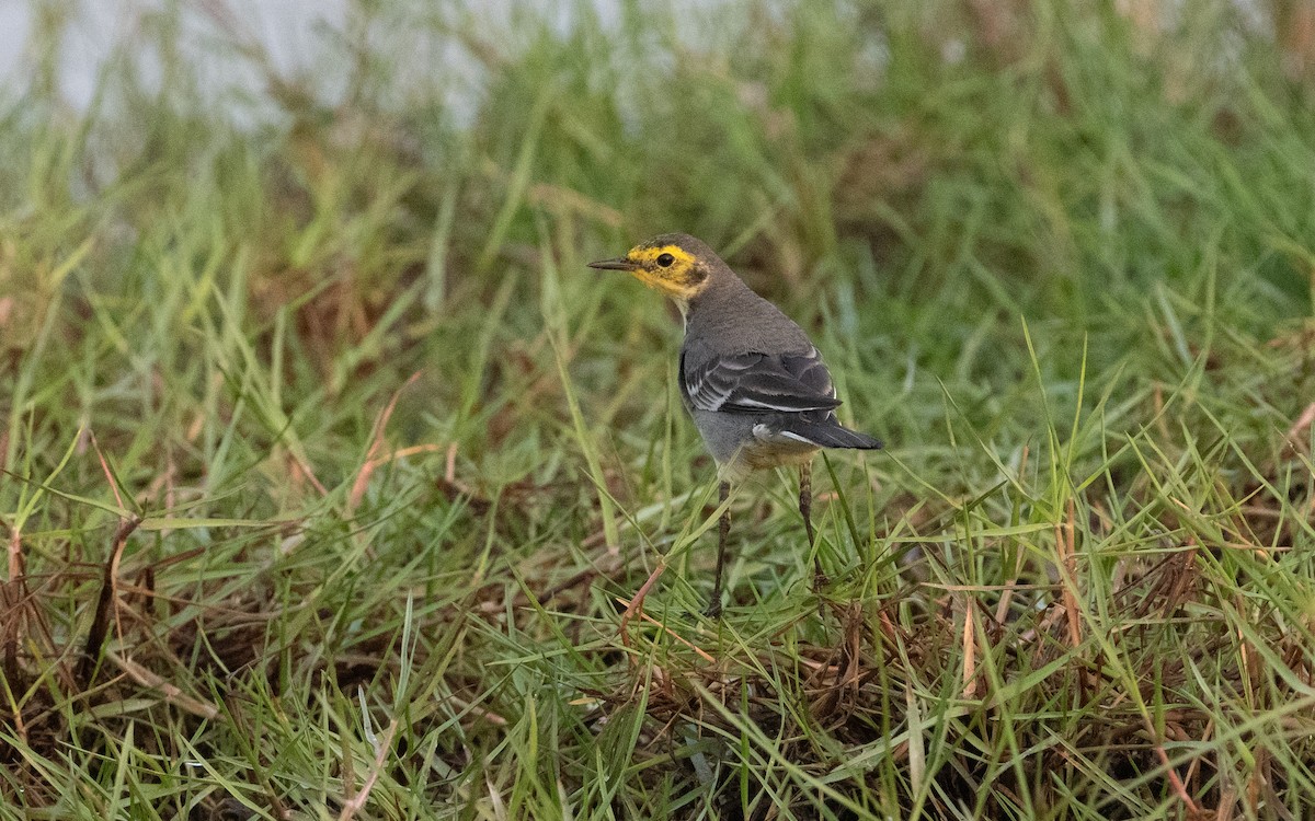 Citrine Wagtail - ML612387707