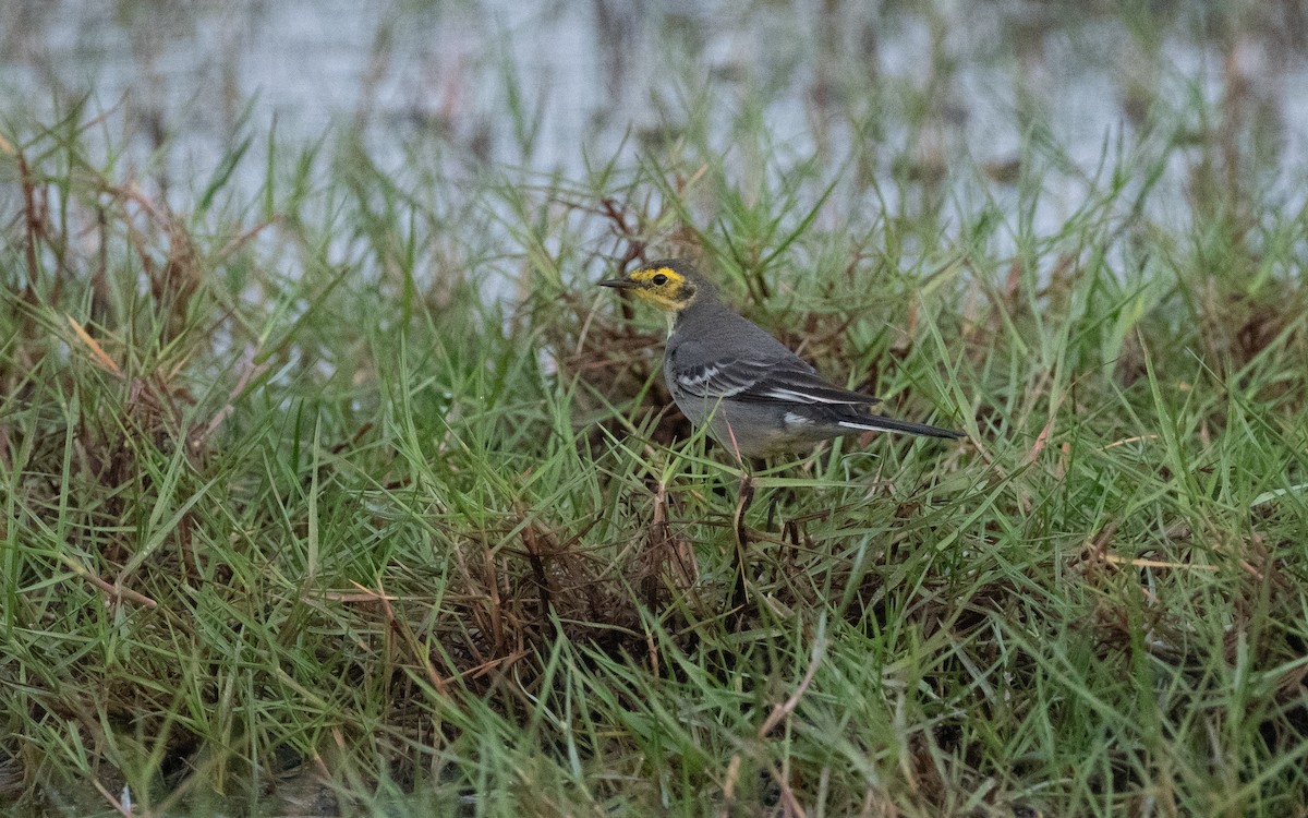 Citrine Wagtail - ML612387726