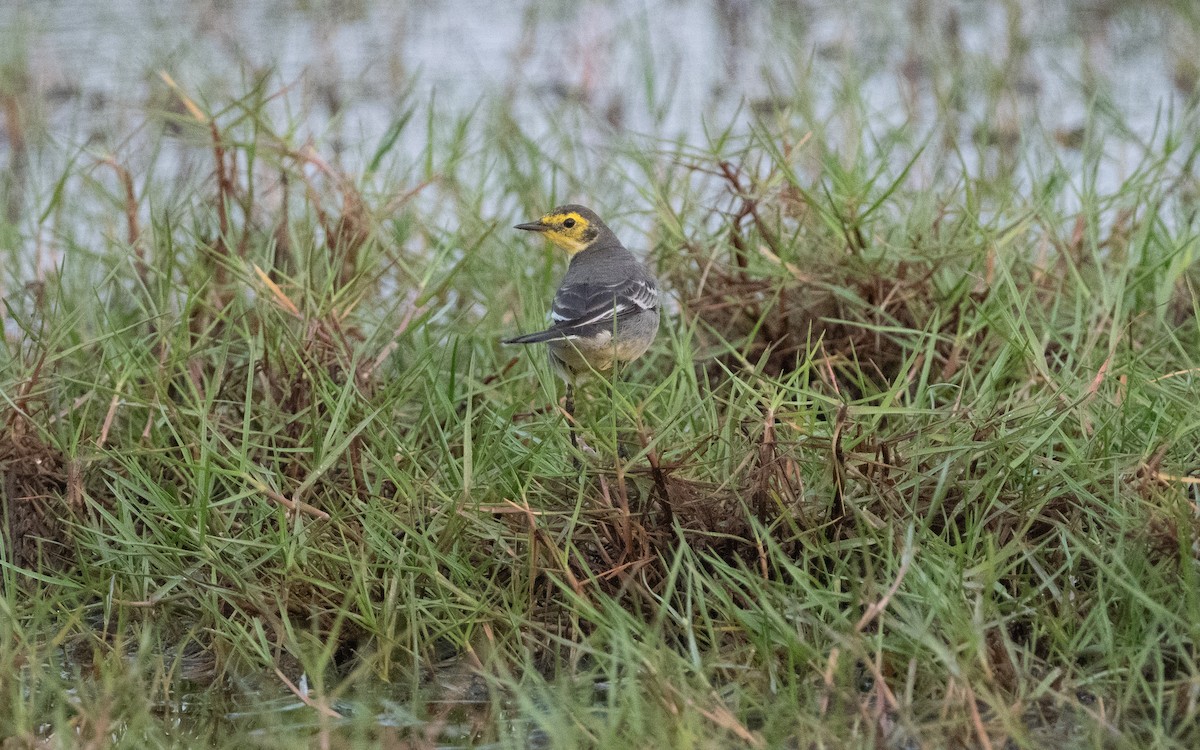Citrine Wagtail - ML612387727
