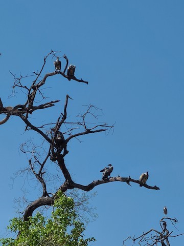 Hooded Vulture - ML612387729