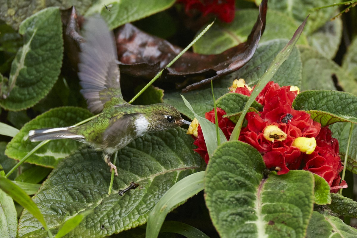 kolibřík ekvádorský - ML612387781