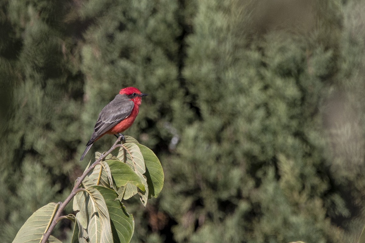 Vermilion Flycatcher - Luis  Cadena