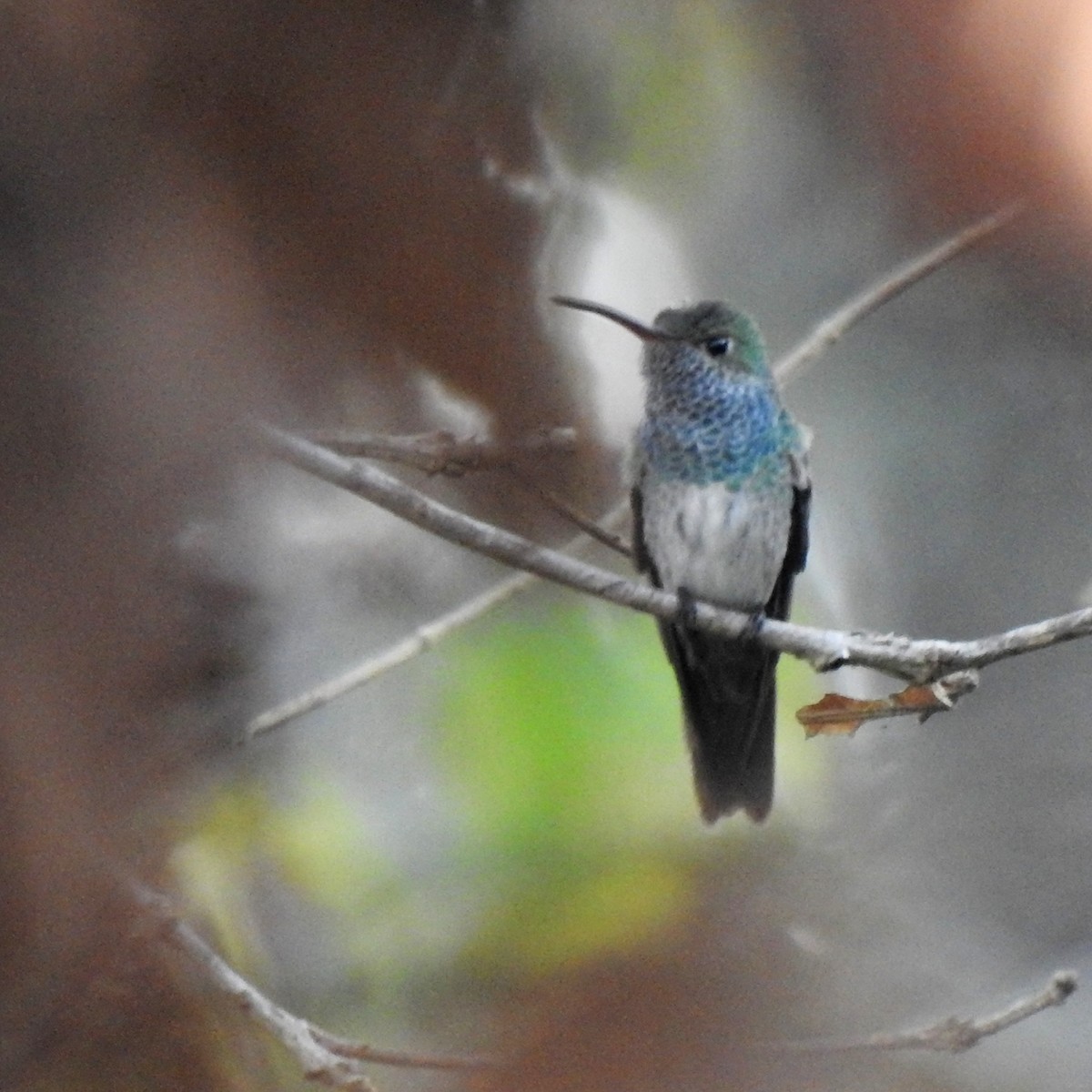 Honduran Emerald - ML612387837