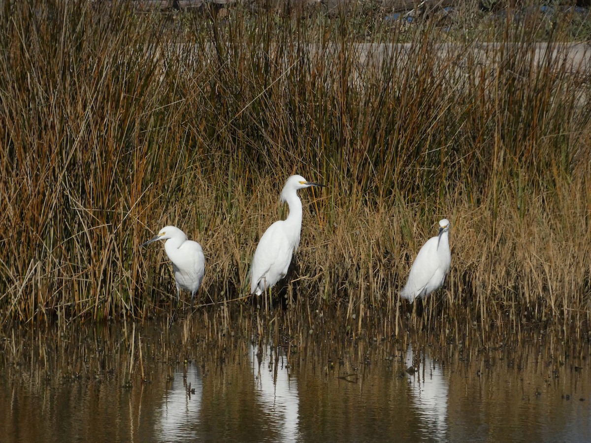 Snowy Egret - ML612387877