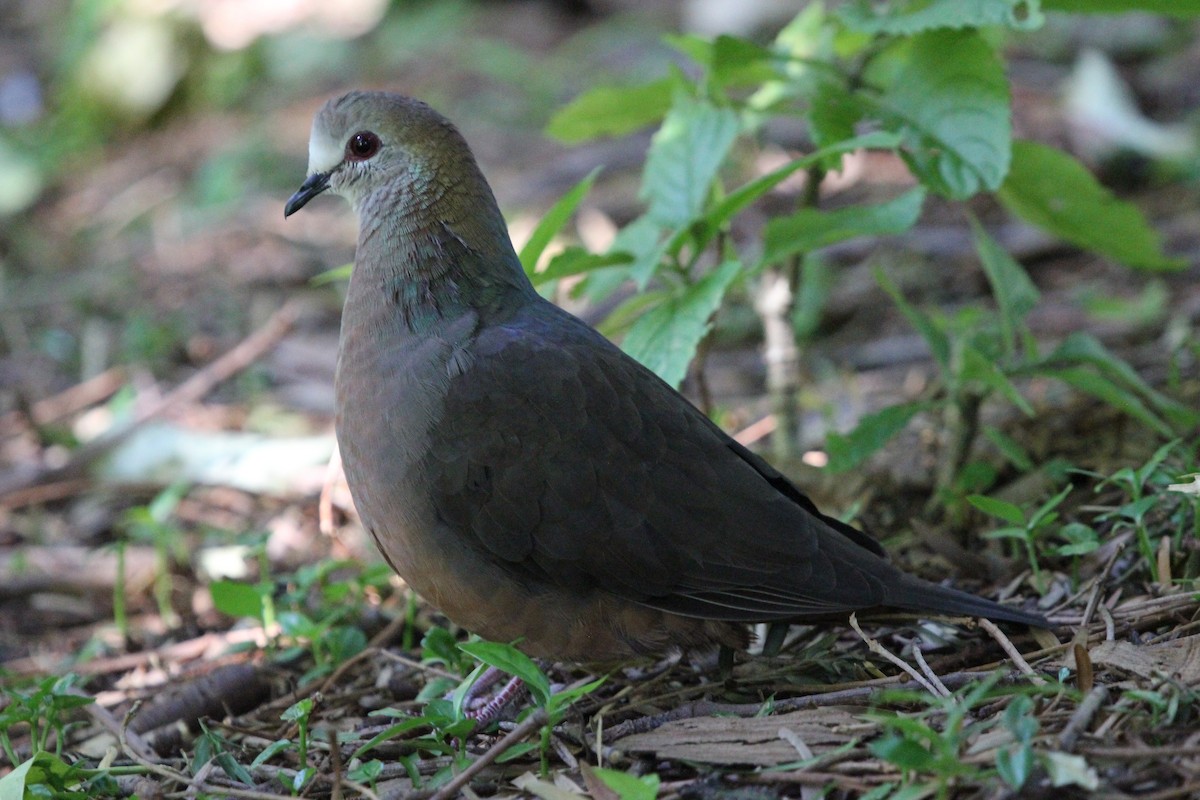 Lemon Dove (Lemon) - ML612387882