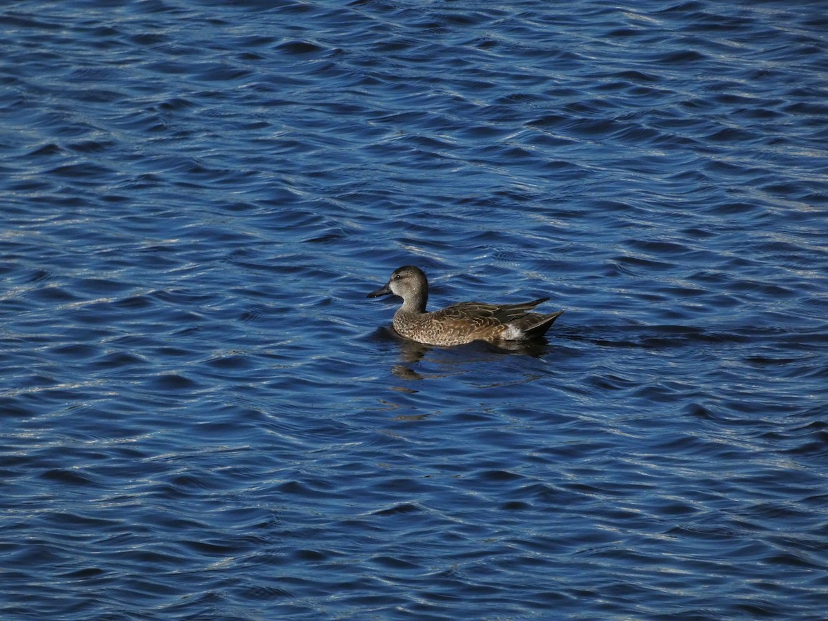 Blue-winged Teal - ML612387915