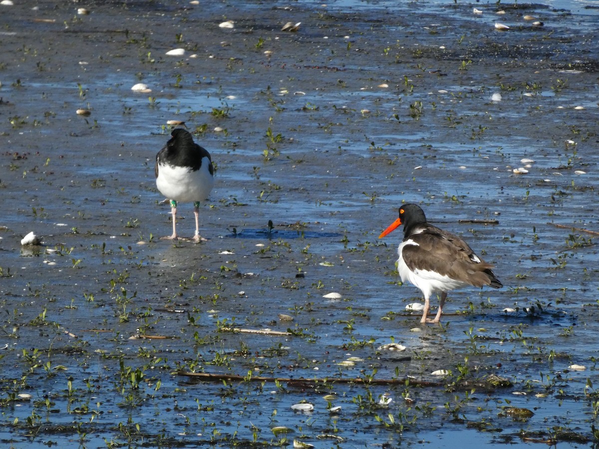 American Oystercatcher - ML612387936