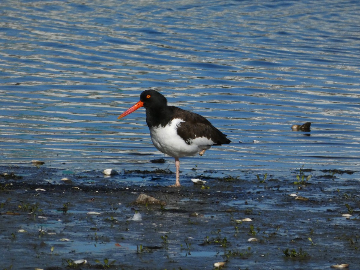 American Oystercatcher - ML612387948