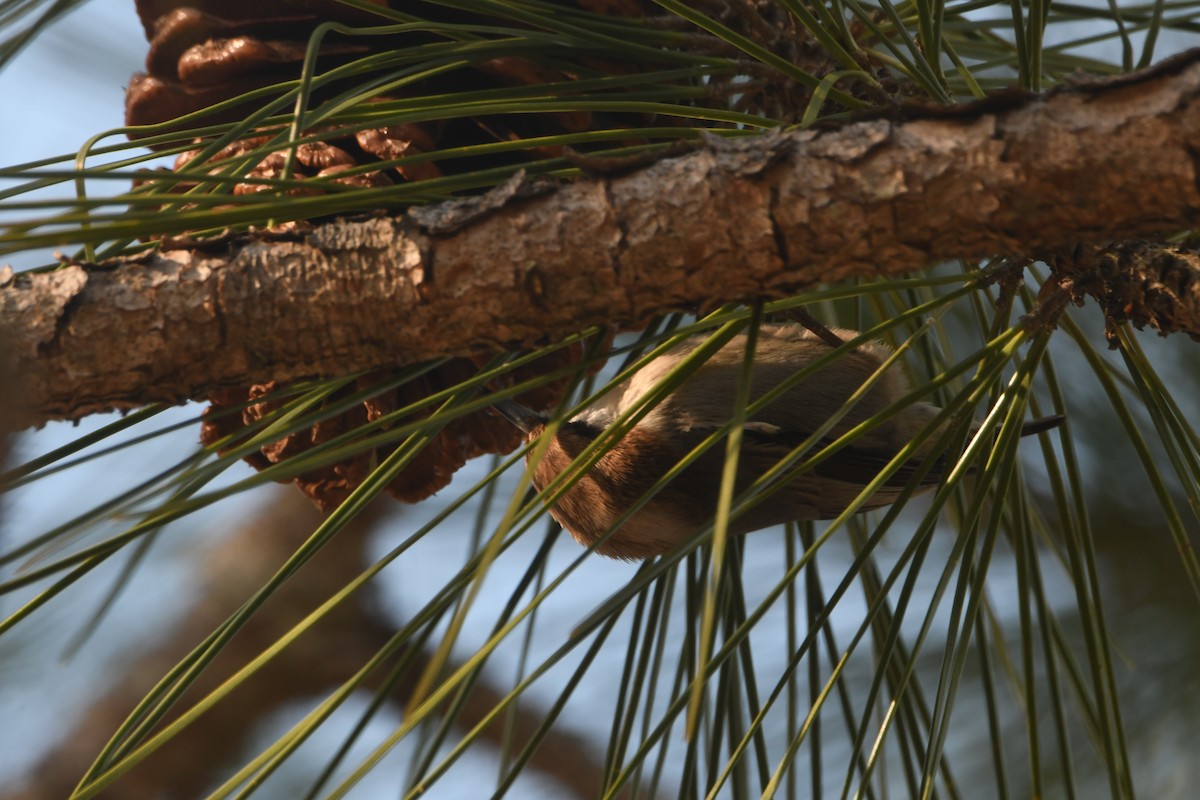 Sittelle à tête brune - ML612387949