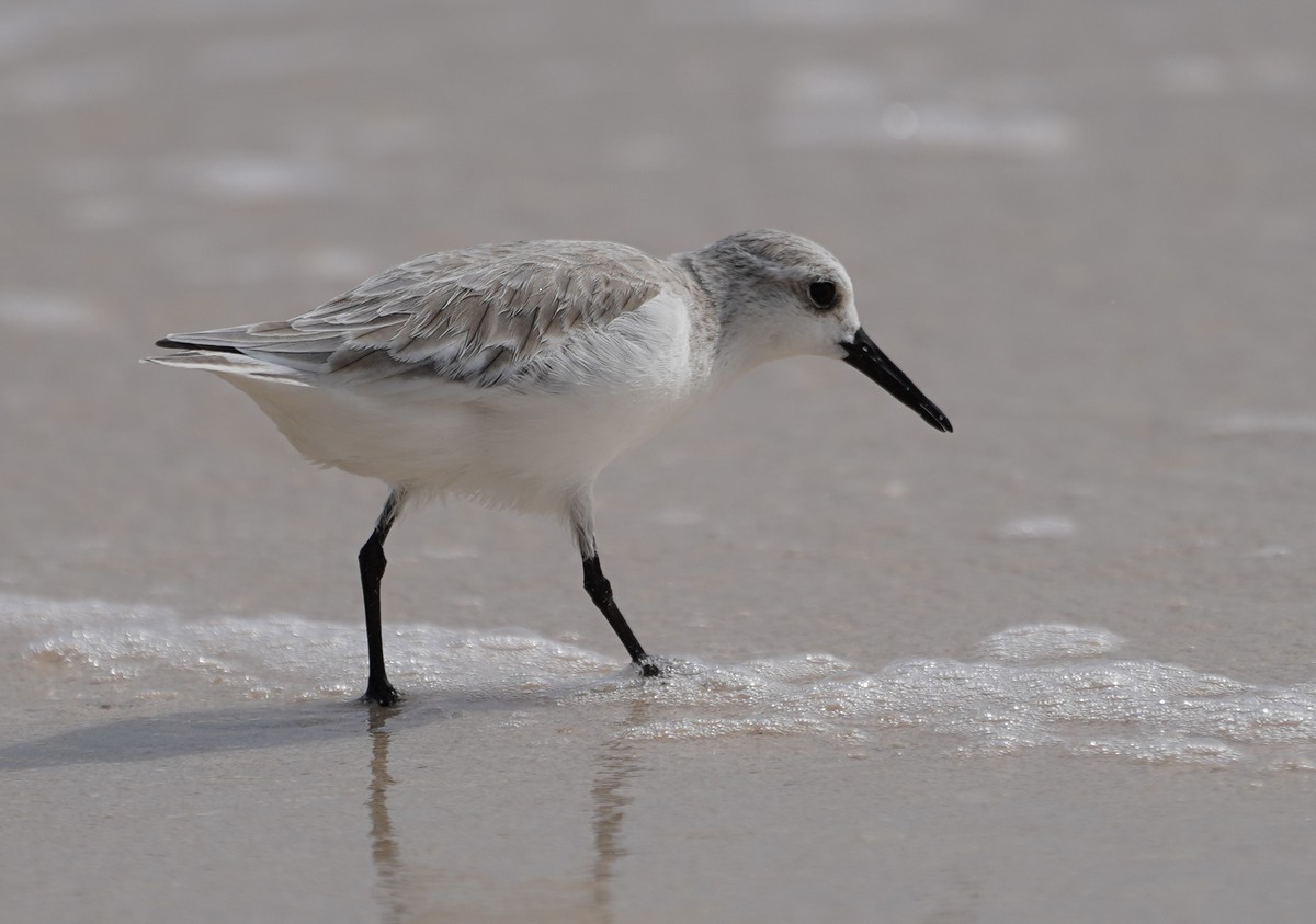 Bécasseau sanderling - ML612387958