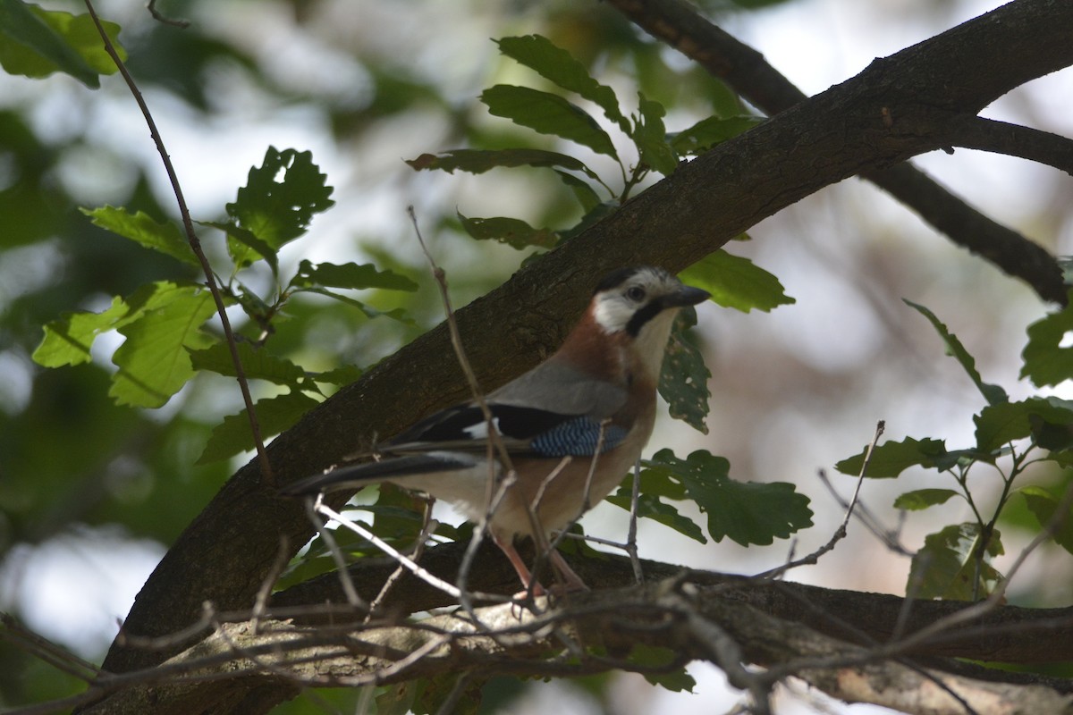 Eurasian Jay (Black-crowned) - ML612387991