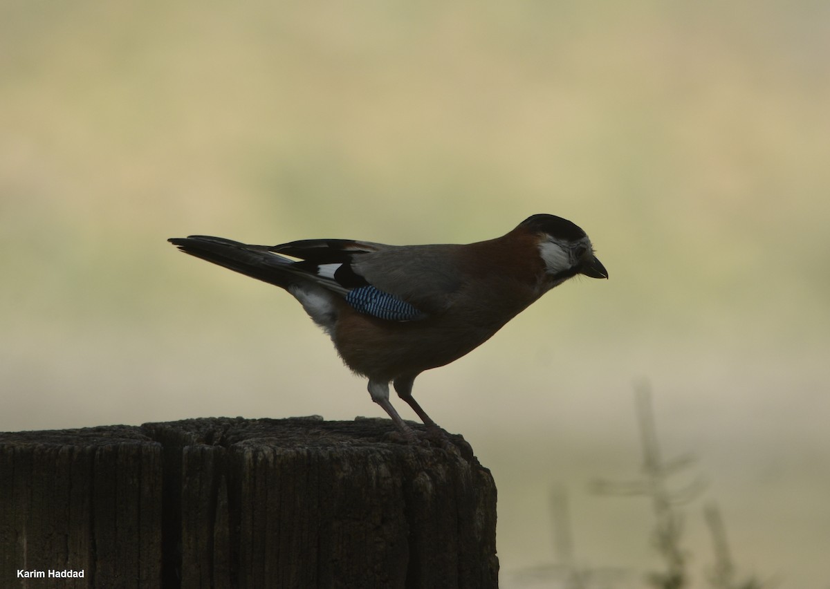 Eurasian Jay (Black-crowned) - Karim Haddad