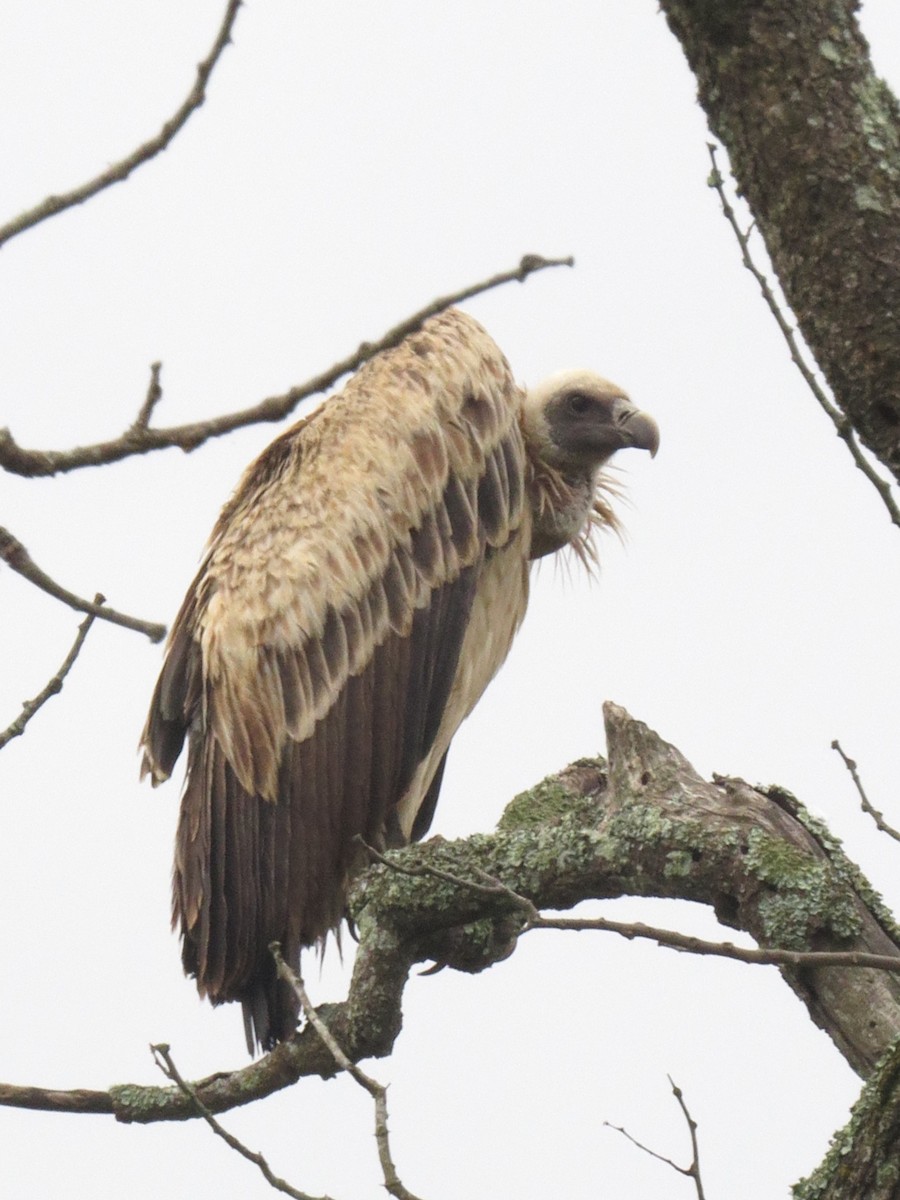 Indian Vulture - ML612388040