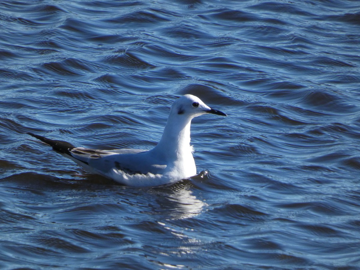 Bonaparte's Gull - ML612388054