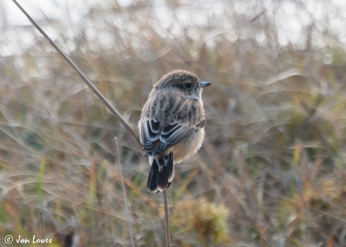 Siberian Stonechat (Siberian) - ML612388058