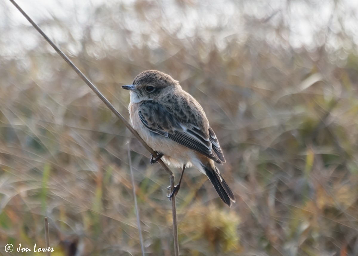 Siberian Stonechat (Siberian) - ML612388059