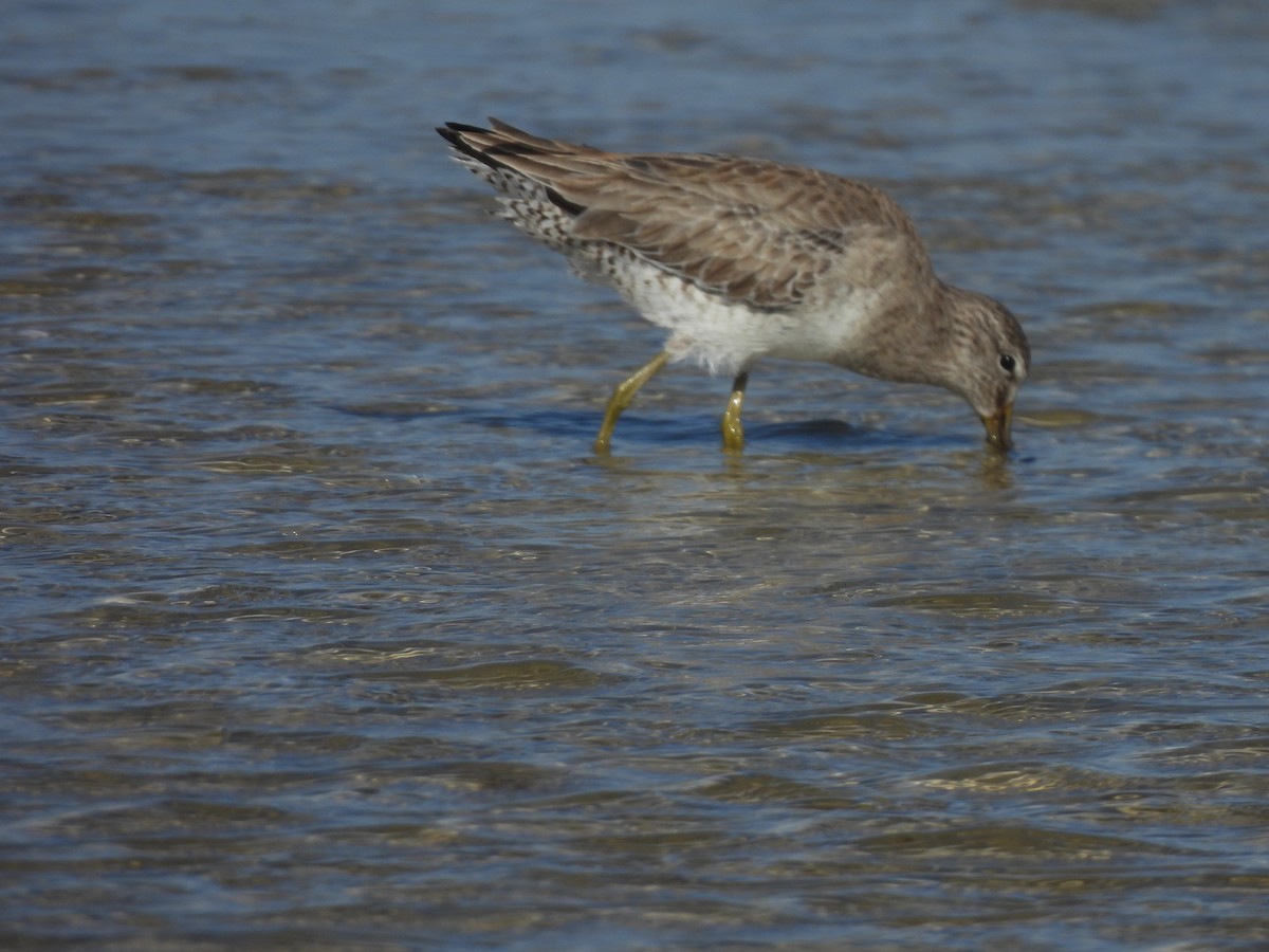 Long-billed Dowitcher - ML612388066