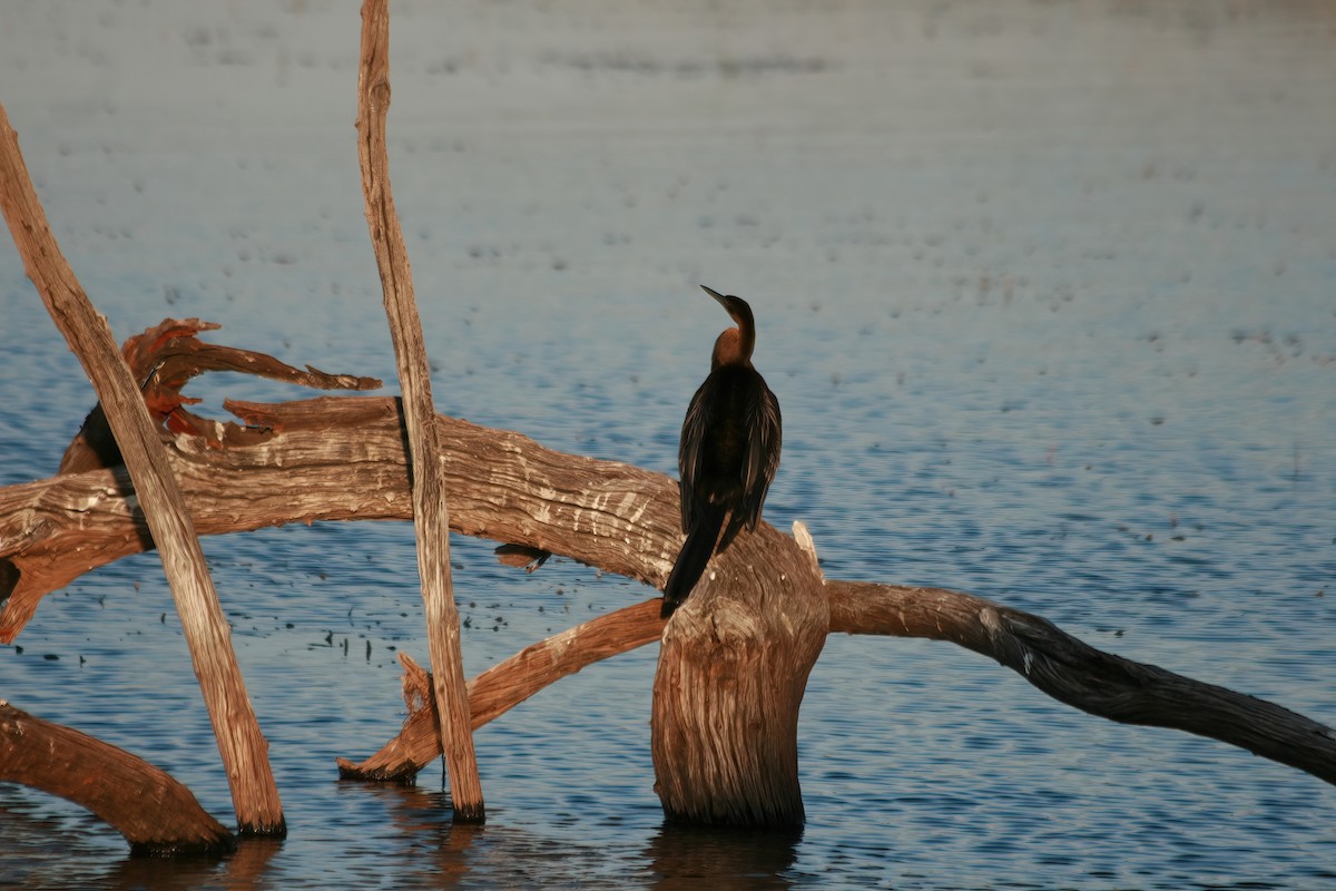 Afrika-Schlangenhalsvogel - ML612388082