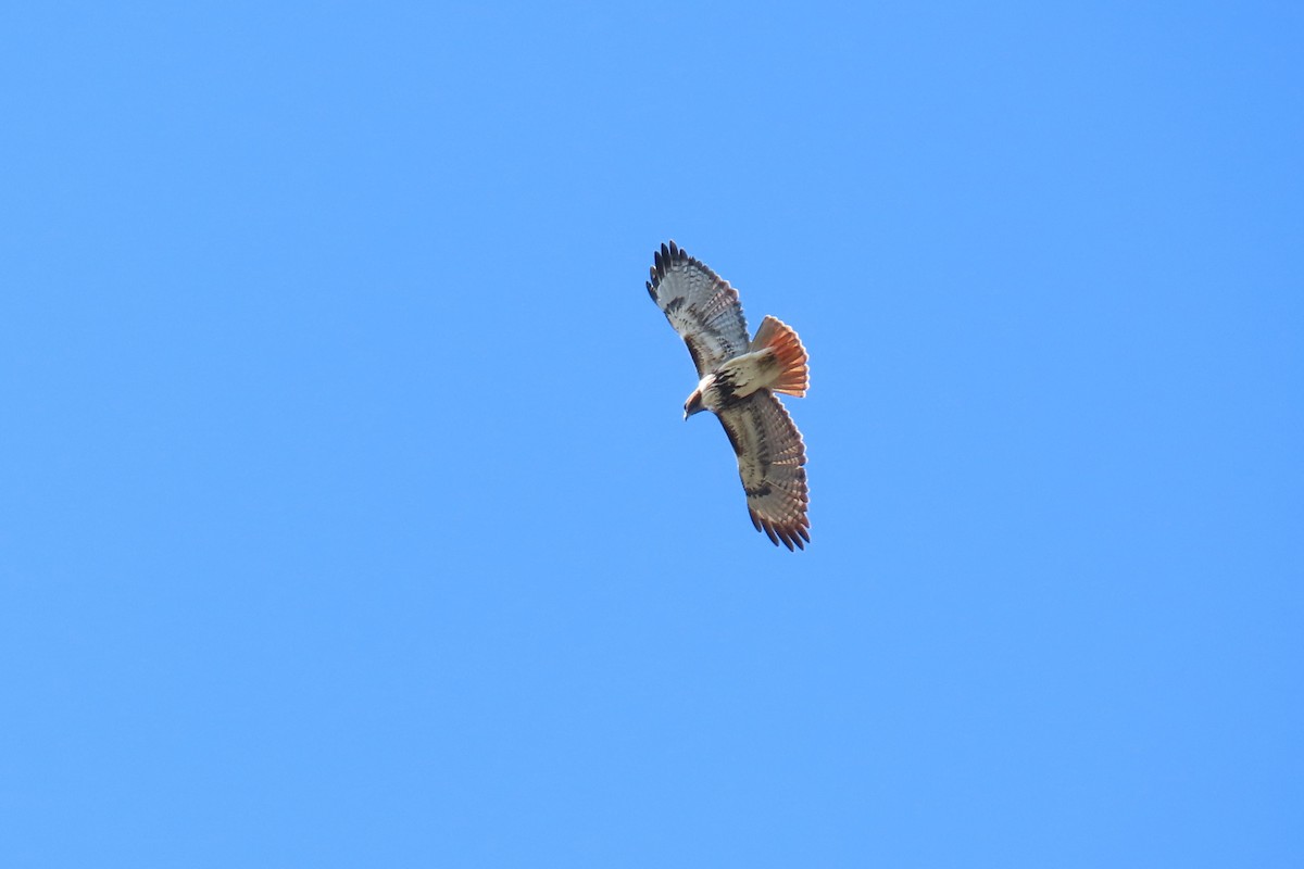 Red-tailed Hawk - ML612388207