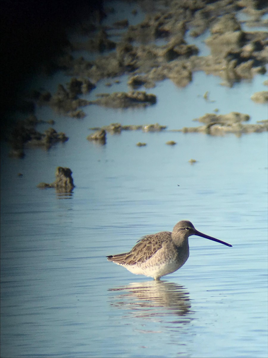 Long-billed Dowitcher - ML612388227