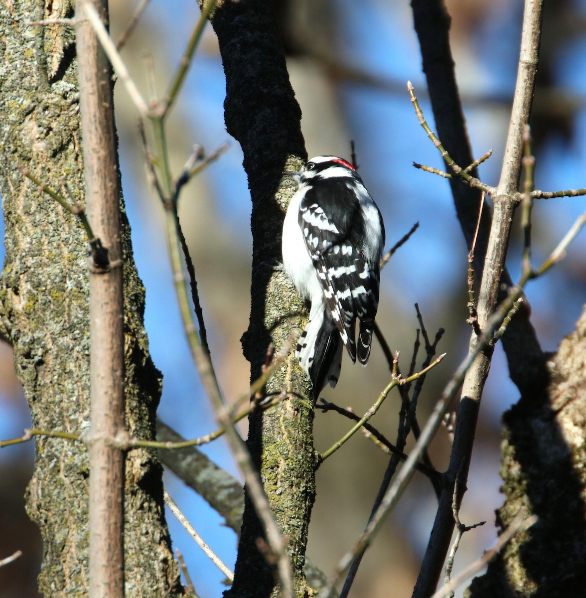 Downy Woodpecker - ML612388242