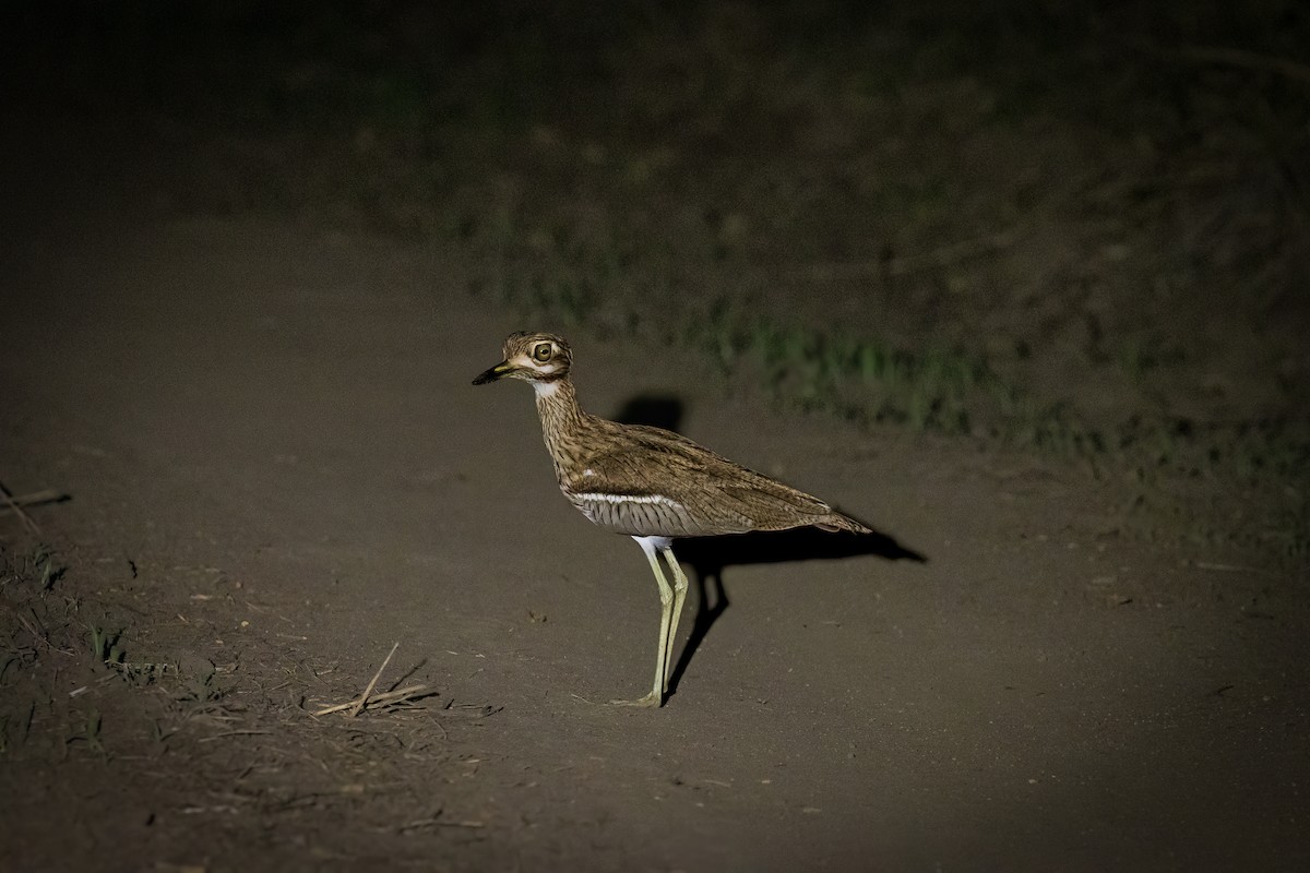 Water Thick-knee - ML612388304