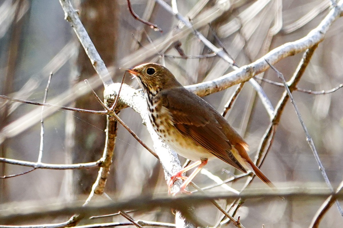 Hermit Thrush - Kathy Doddridge